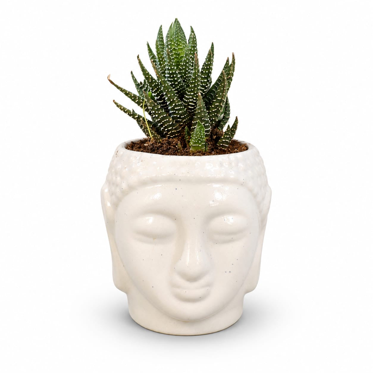 Haworthia Zebra Succulent in Buddha Face Ceramic Planter