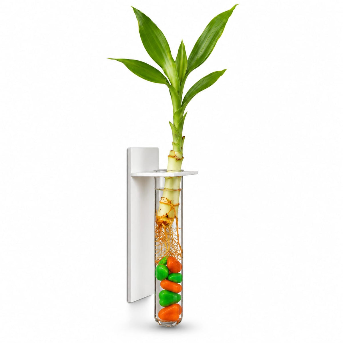 Lucky Bamboo Wall-Mounted Plant in Glass Tube | Unique Home & Office Décor