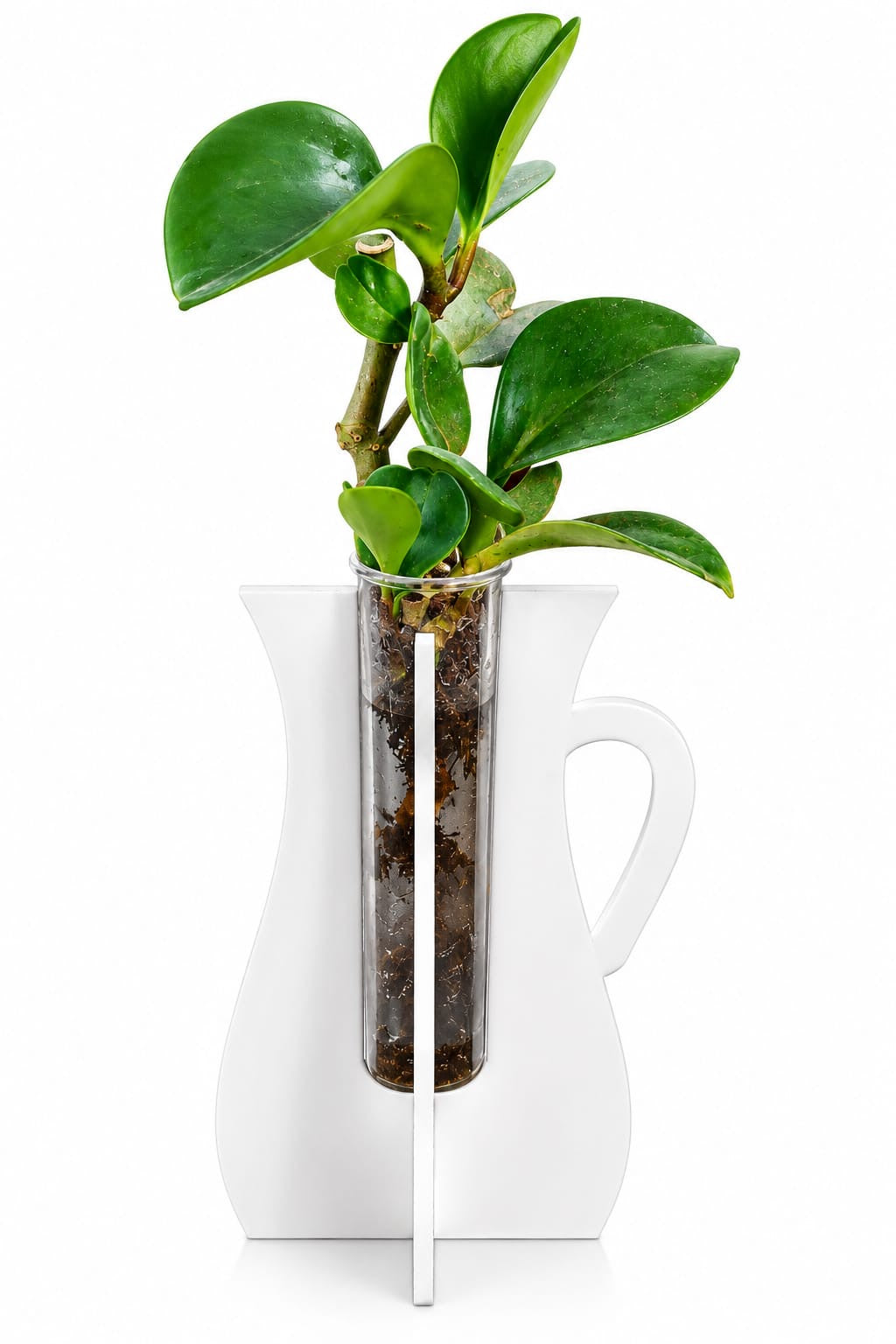 Peperomia Plant in Glass Tube with Decorative Stand | Unique Desk Plant
