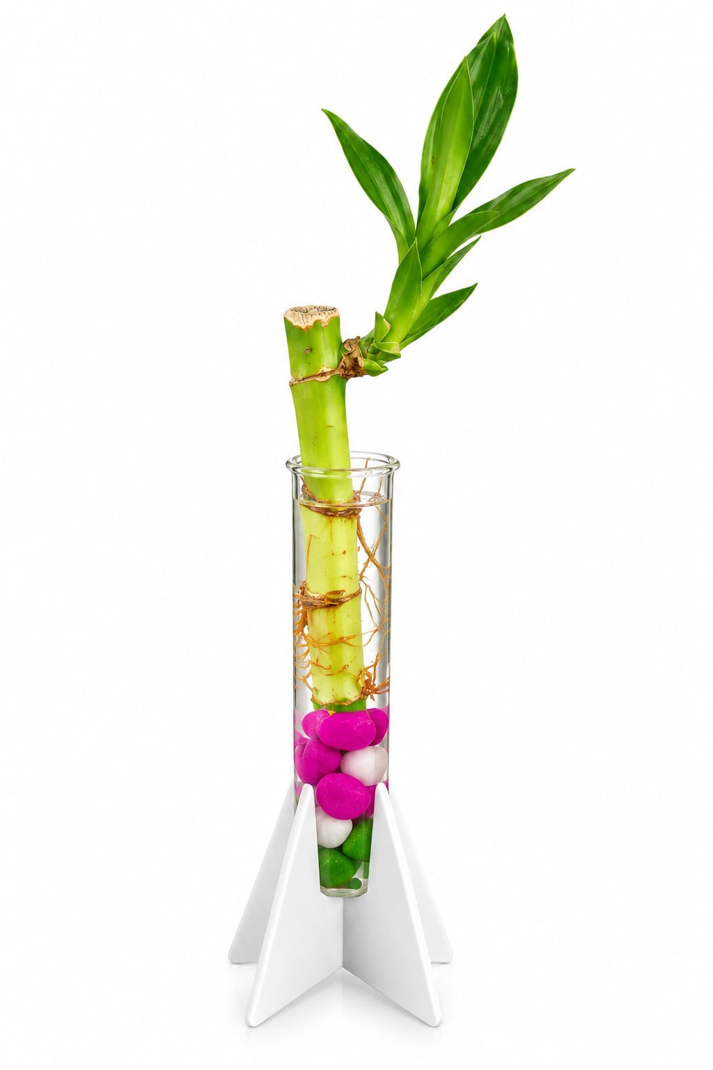 Lucky Bamboo in Glass Tube with Star Stand | Colourful Water Plant Décor