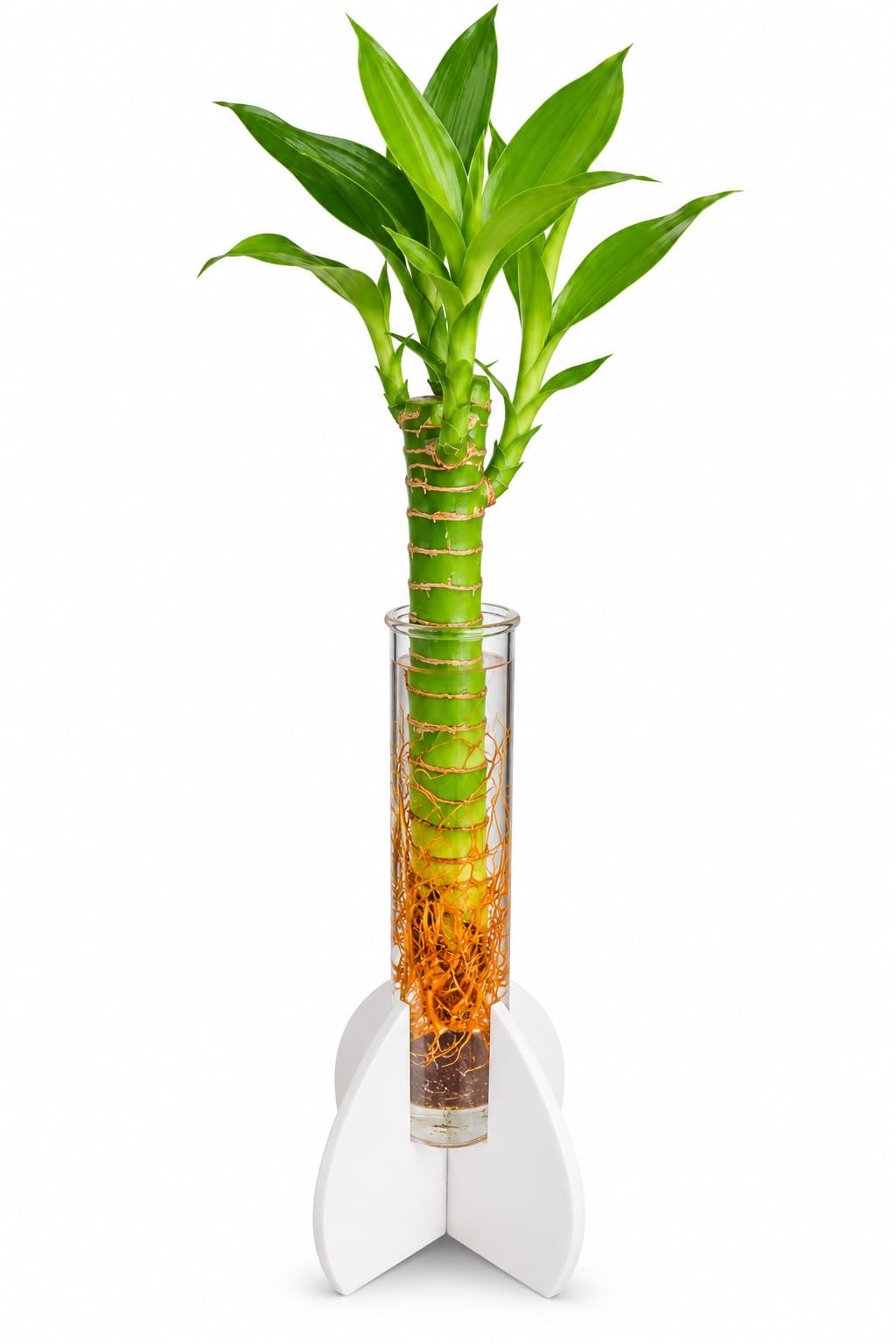 Lucky Bamboo in Glass Tube with Leaf Stand | Elegant Water Plant for Home & Office