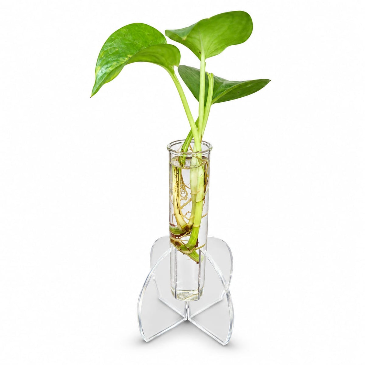 Pothos Water Plant in Acrylic Leaf Stand | Elegant Hydroponic Home & Office Décor