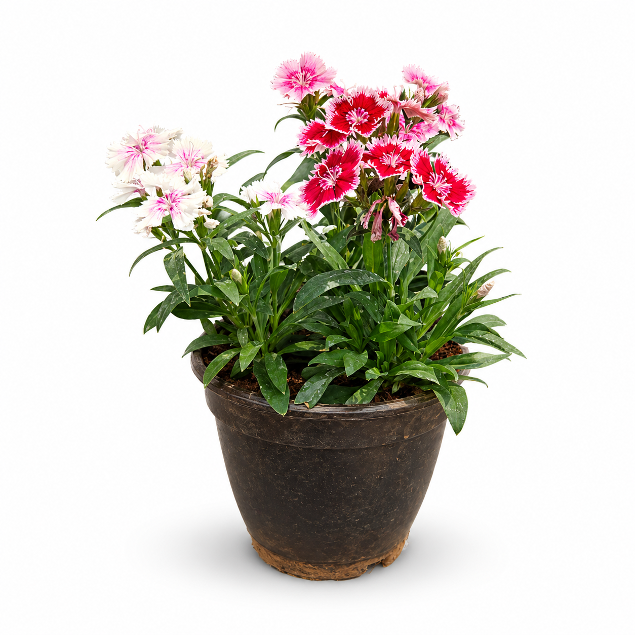 Dianthus Flowering Plant