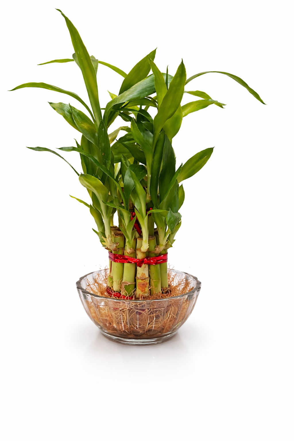 2 Layer Lucky Bamboo in Glass Bowl β Indoor Vastu Plant