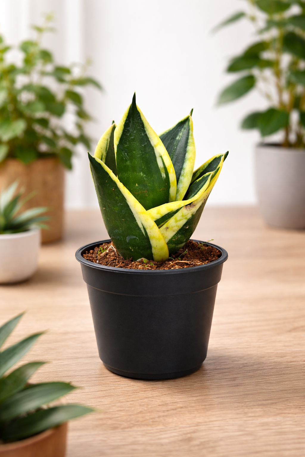 Snake Plant (Variegated Hahnii) – Air Purifying Indoor Plant