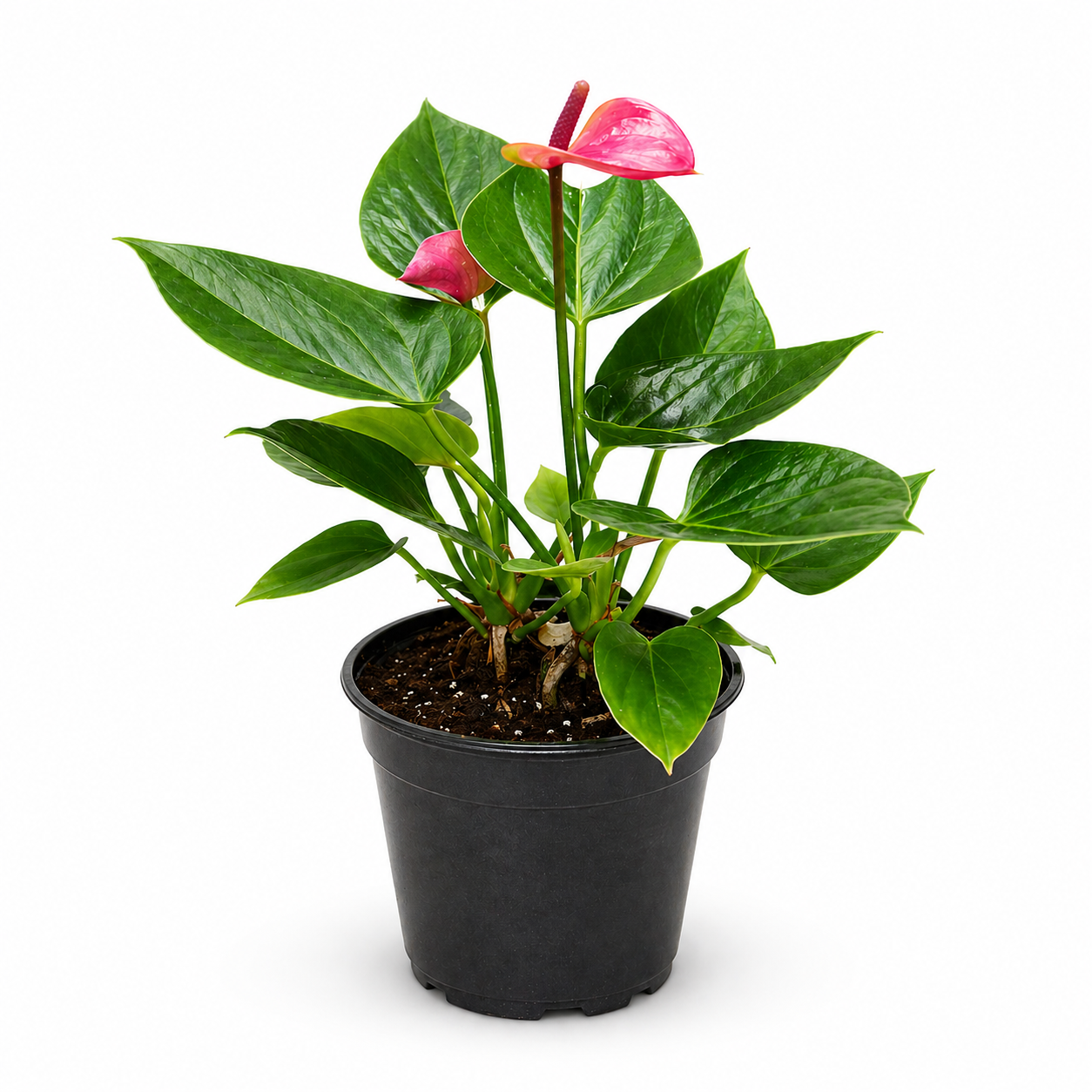 Anthurium Plant - red, pink, and white