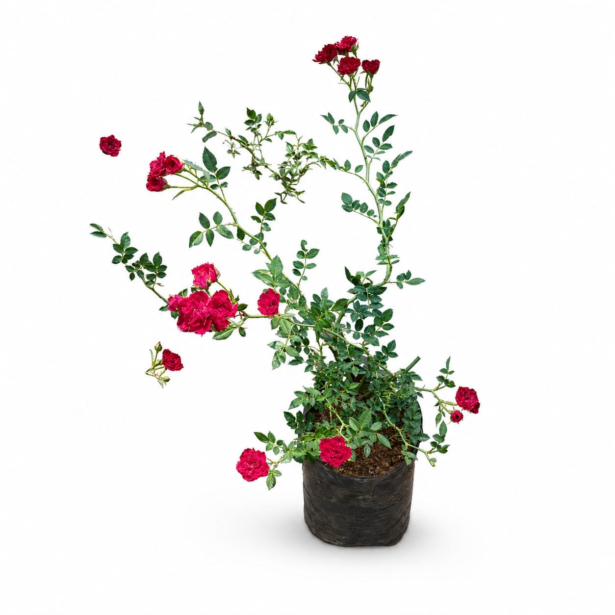 Red Mini Rose Plant