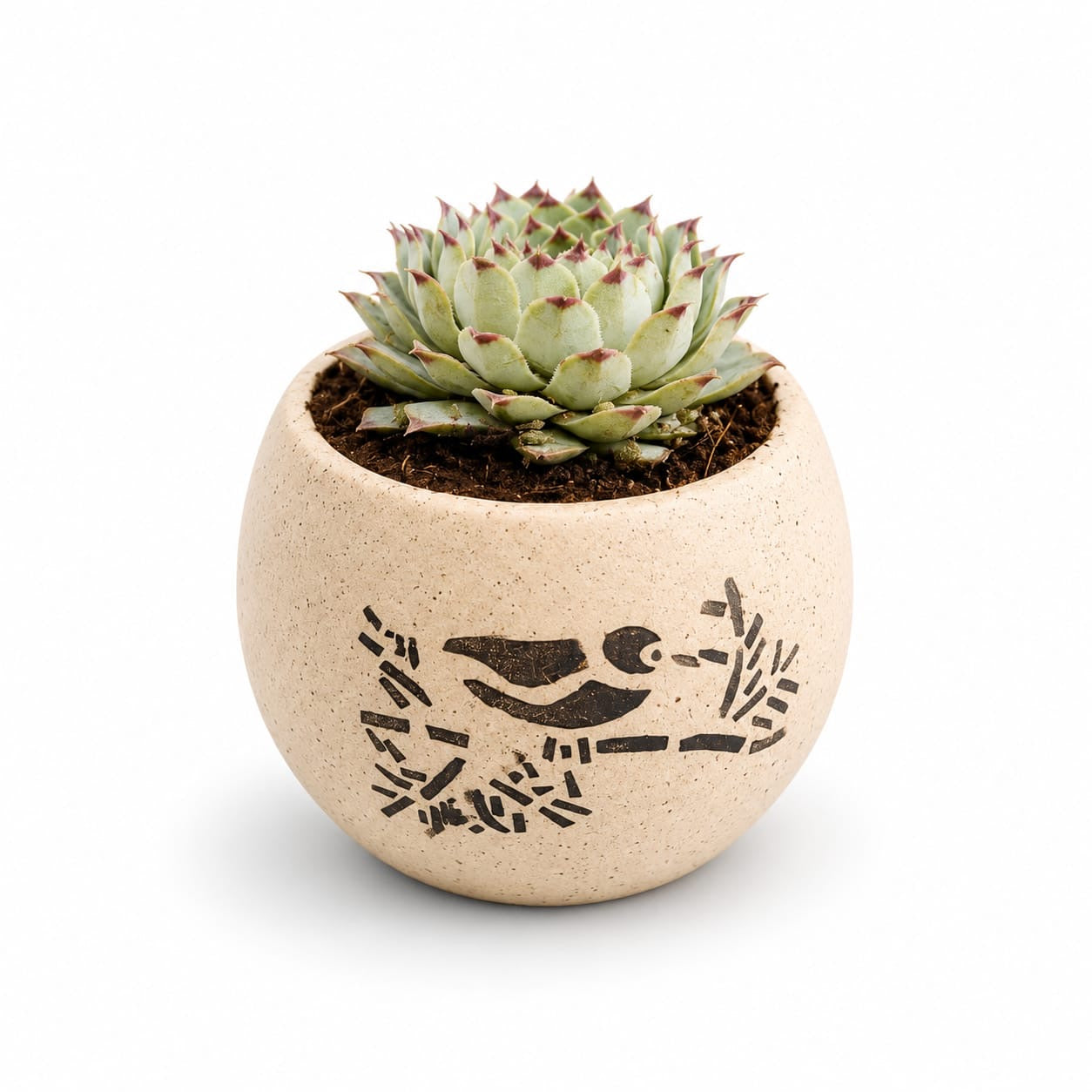 Echeveria Succulent in Artistic Beige Ceramic Pot