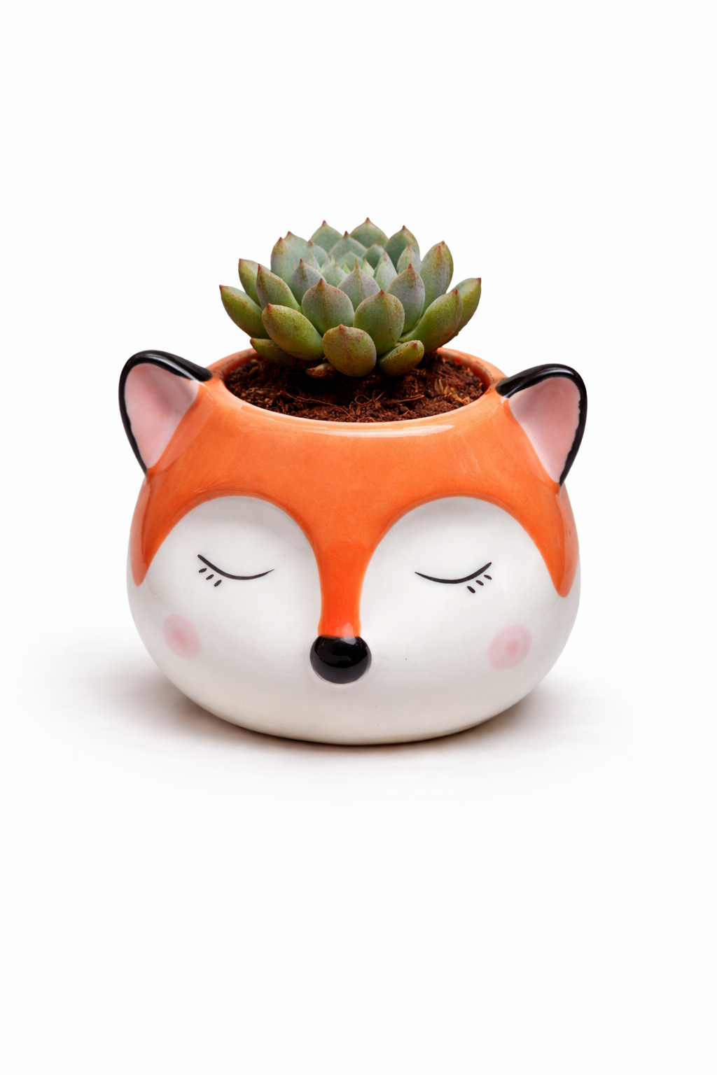 Succulent (Echeveria) in Fox Planter