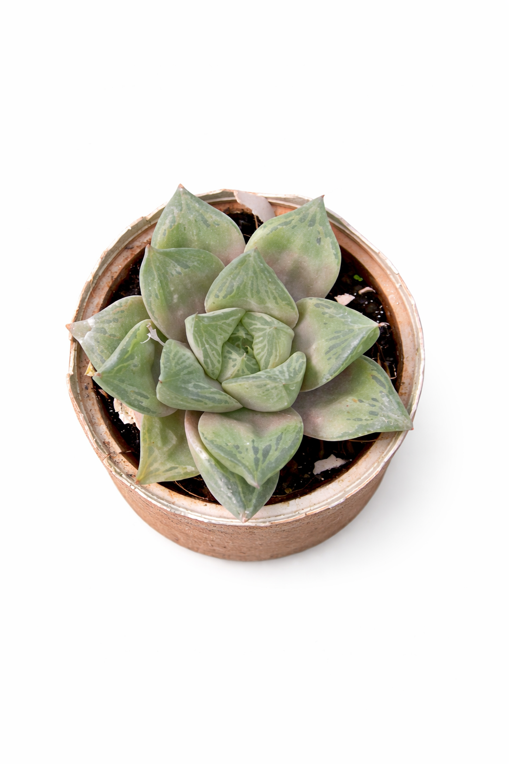 🌿 StarSucculent Plant – Easy Care Indoor Green