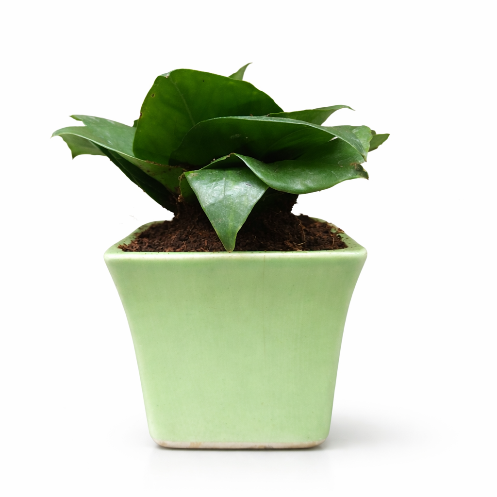Money Plants (Pothos) in colored ceramic pots (Yellow & Green variants).