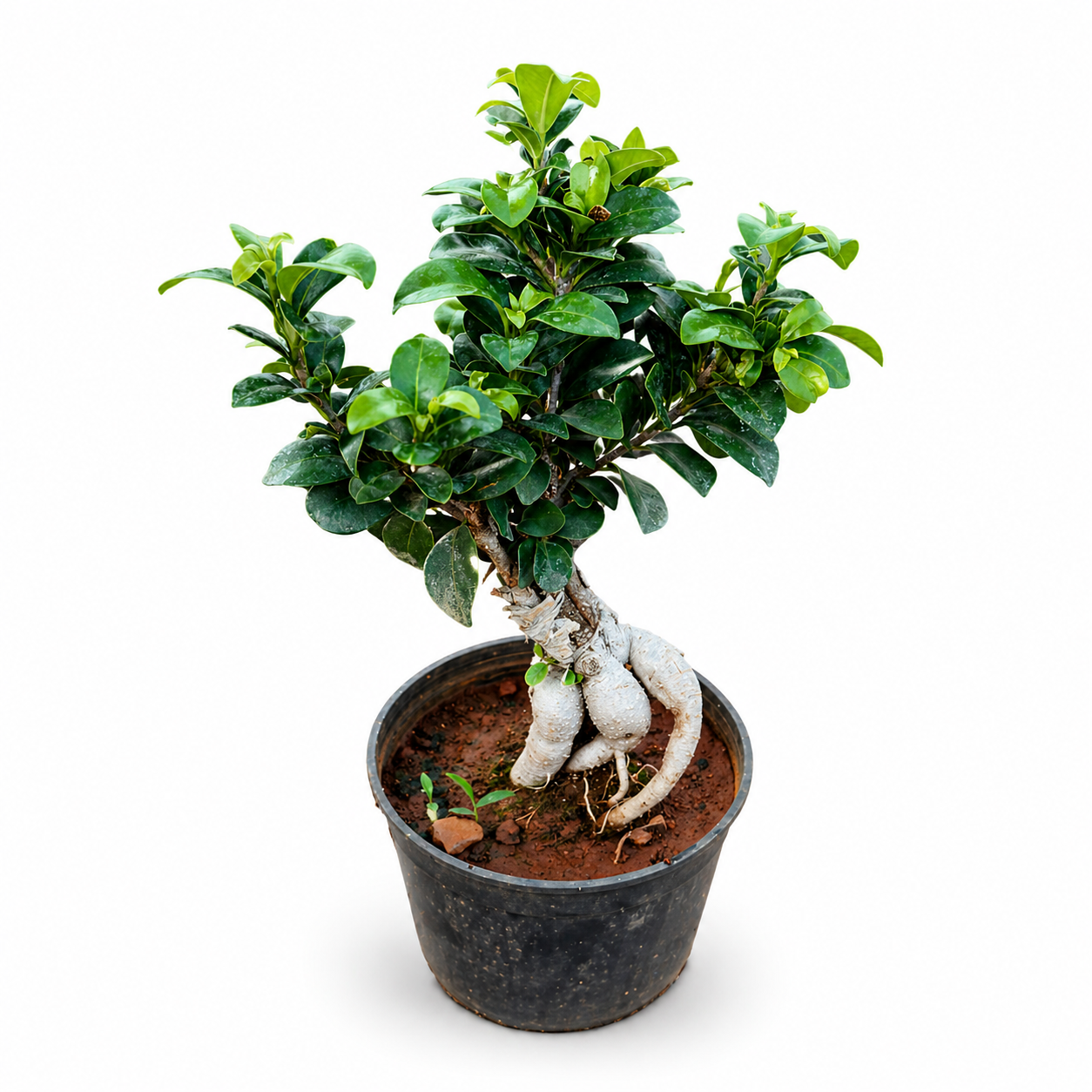 Ficus Ginseng Bonsai Plant