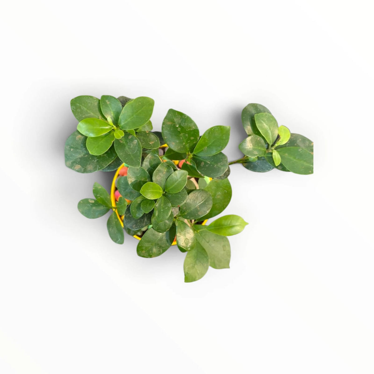 Ficus Ginseng Bonsai in Yellow Designer Pot | Indoor Bonsai Plant | My Plant My Taste
