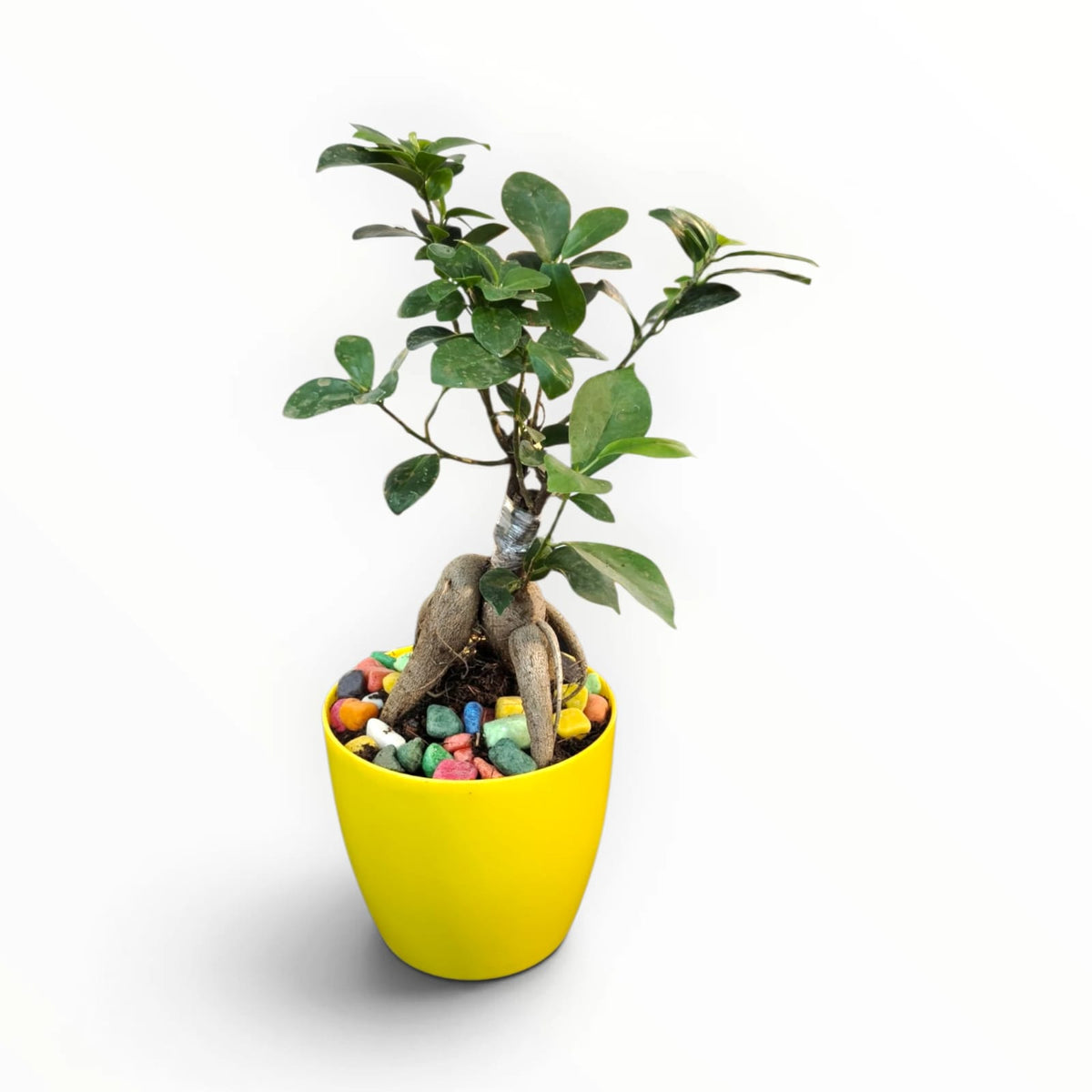 Ficus Ginseng Bonsai in Yellow Designer Pot | Indoor Bonsai Plant | My Plant My Taste