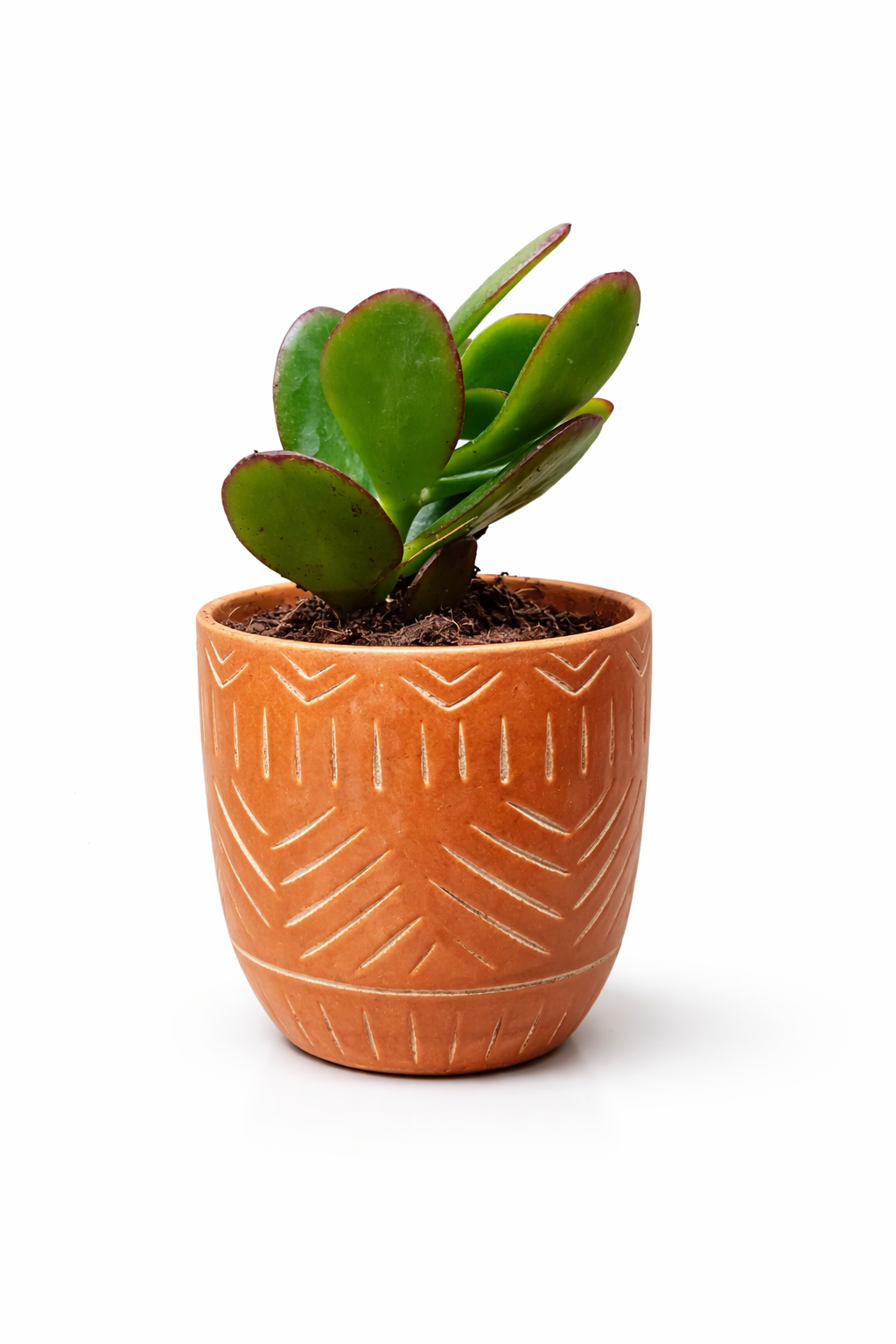 🌿 Jade Plant in Terracotta Pot – Lucky Money Plant