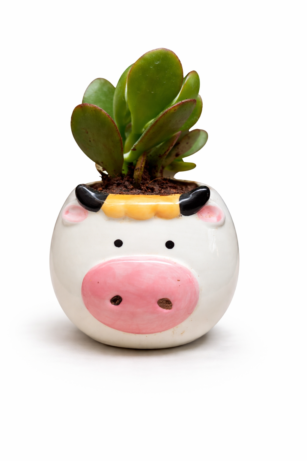 Jade Plant in Cow Planter – Cute Lucky Plant (Crassula ovata)