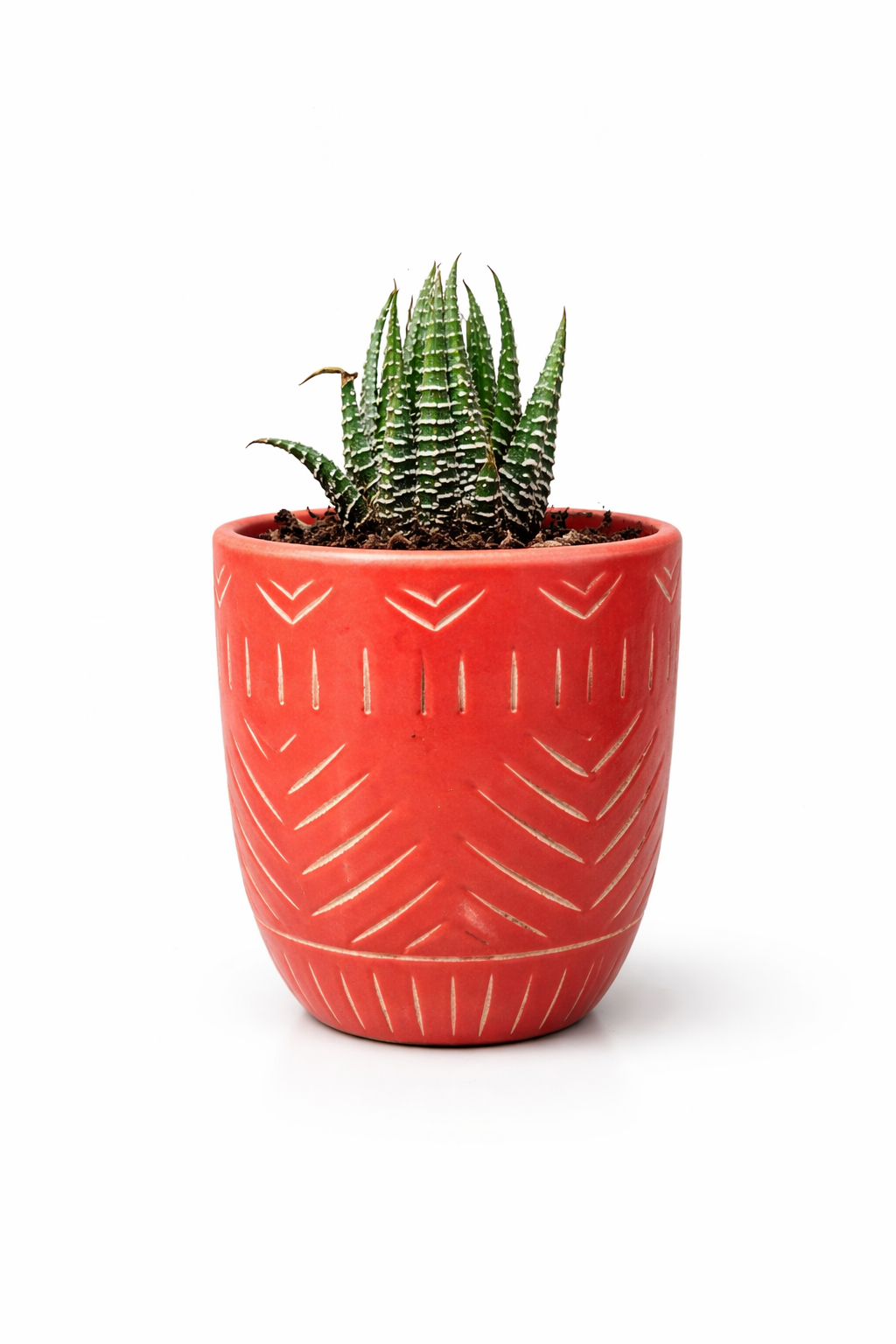 🌵 Zebra Haworthia in Terracotta Pot – Premium Succulent