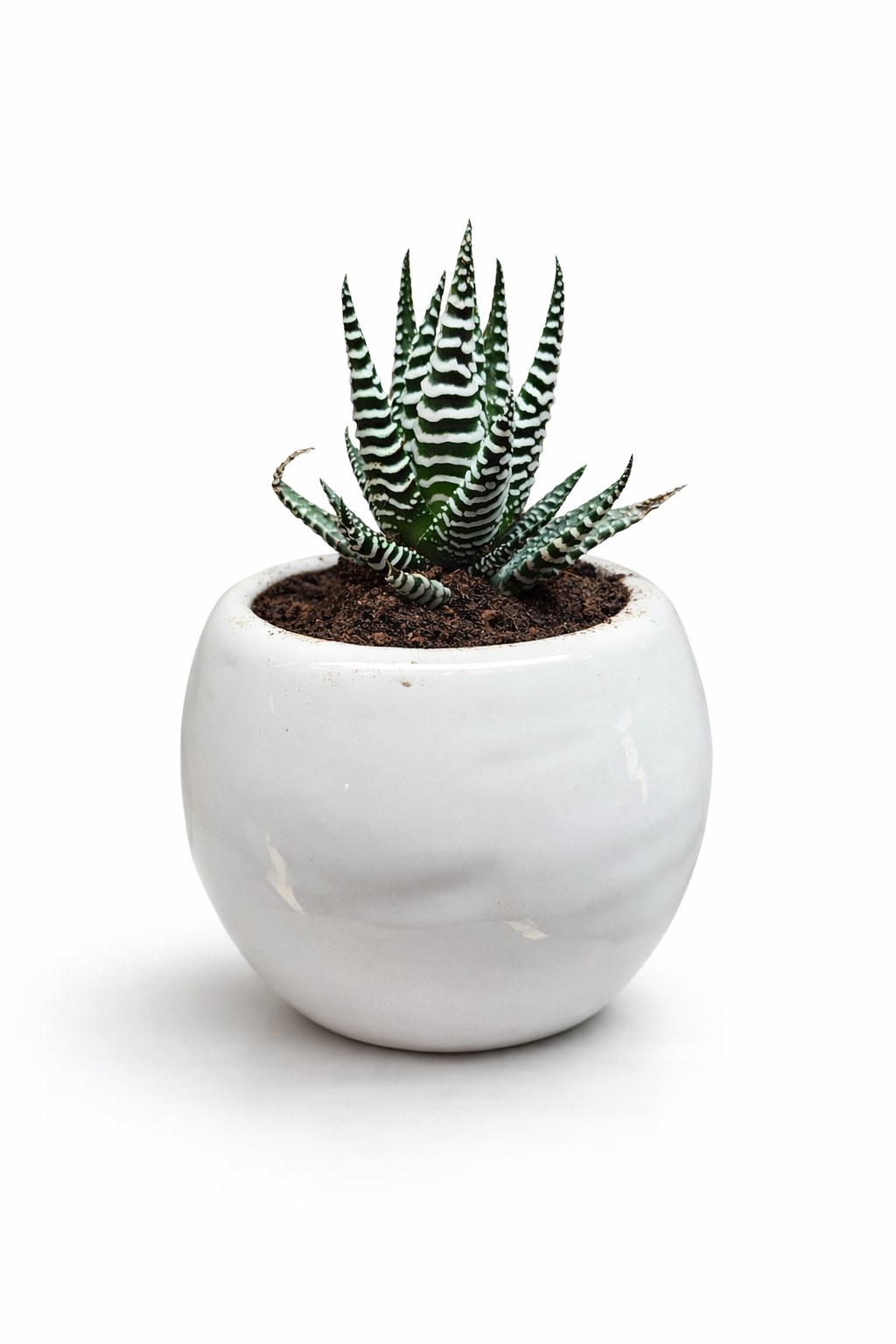 🌿 Zebra Haworthia in Ceramic Pot – Premium Desk Plant