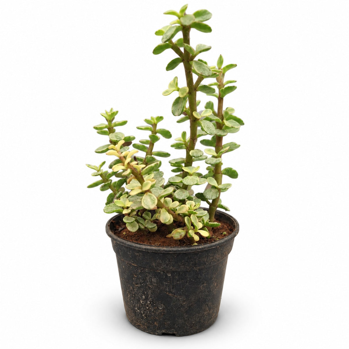 Elephant Bush succulent with small round green leaves in black nursery pot