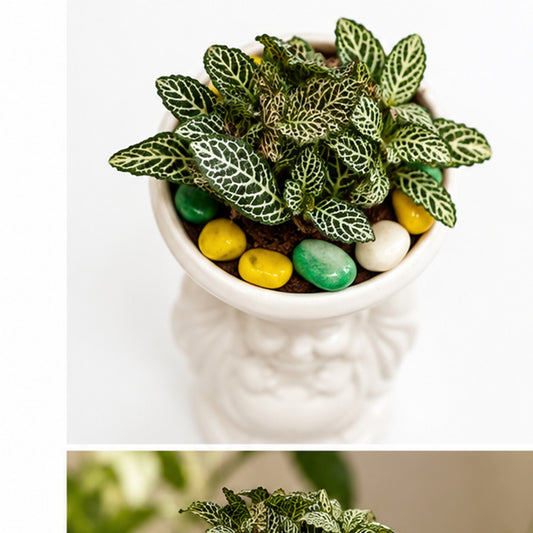 Fittonia nerve plant top view
