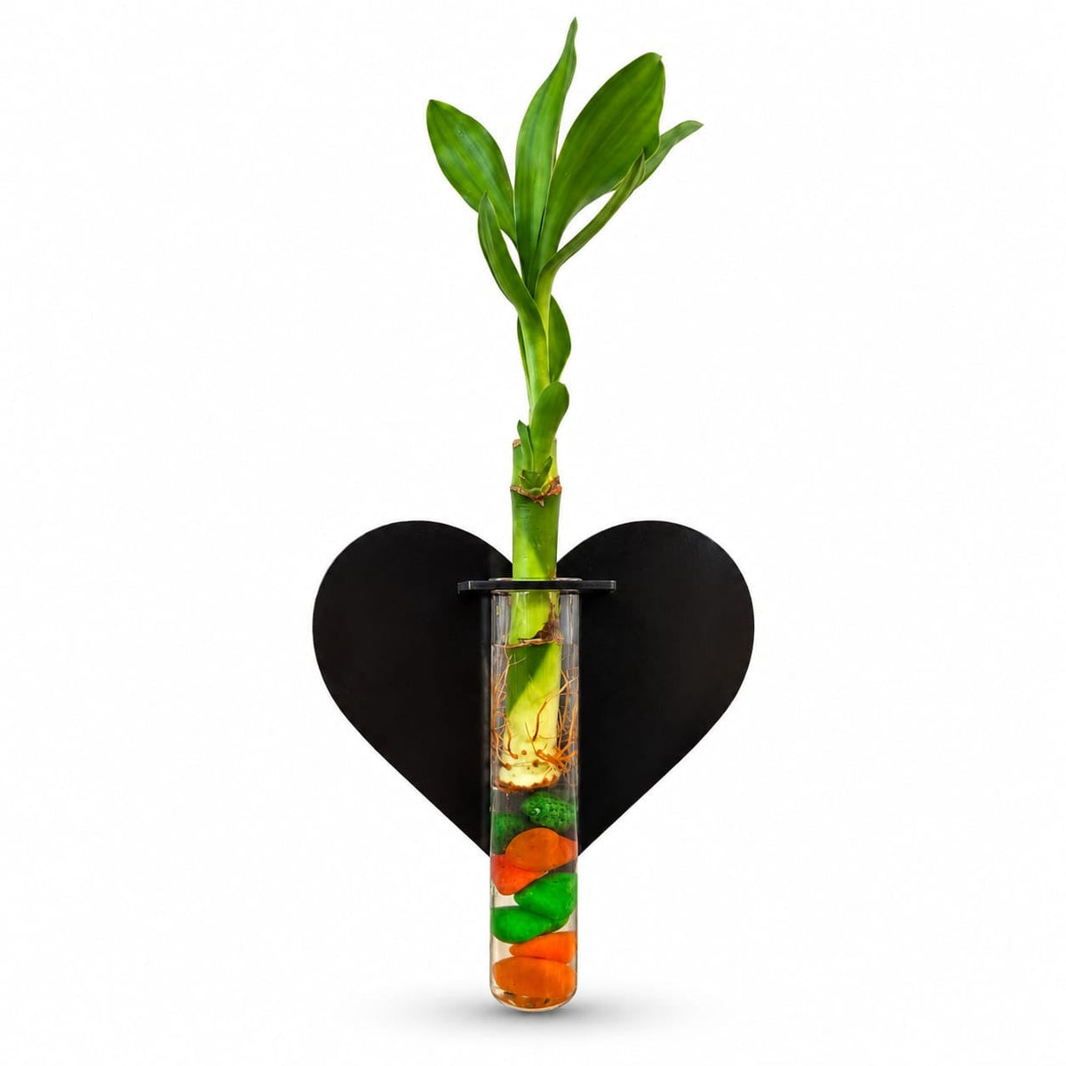 MyPlantMyTaste lucky bamboo plant in a glass tube with a black heart-shaped backdrop and colourful decorative stones.