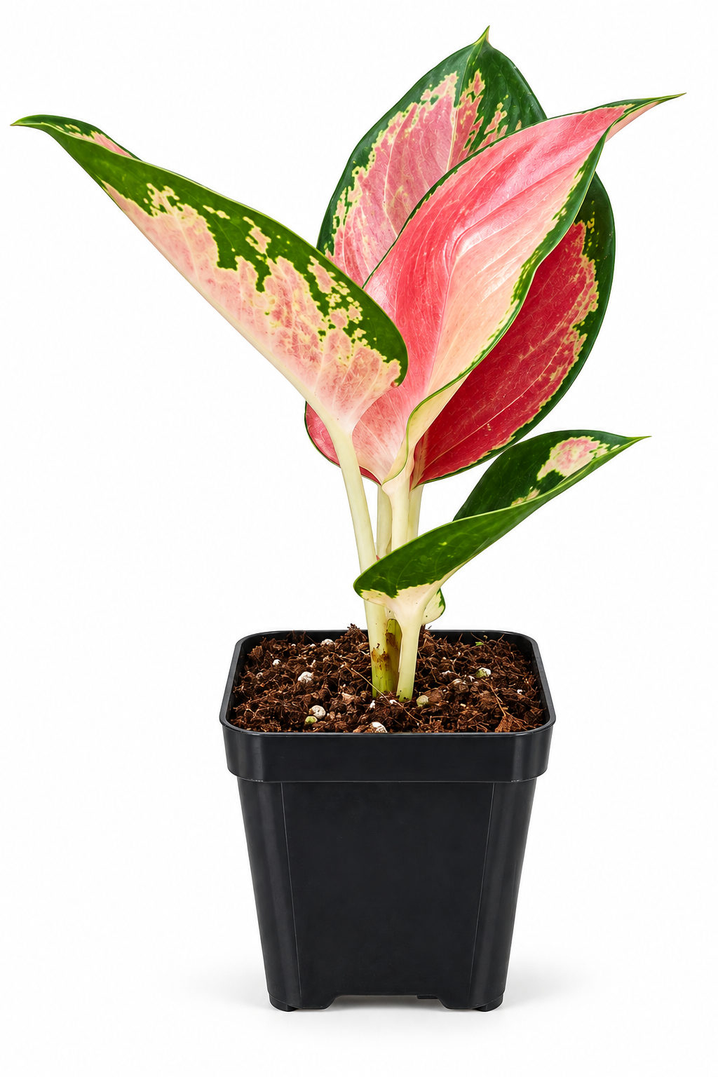 Pink Aglaonema indoor plant in black plastic nursery pot on white background