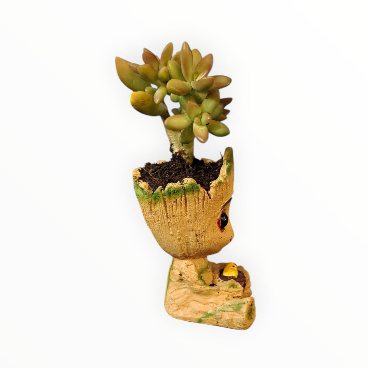 Baby Groot Succulent Planter – Golden Sedum Edition