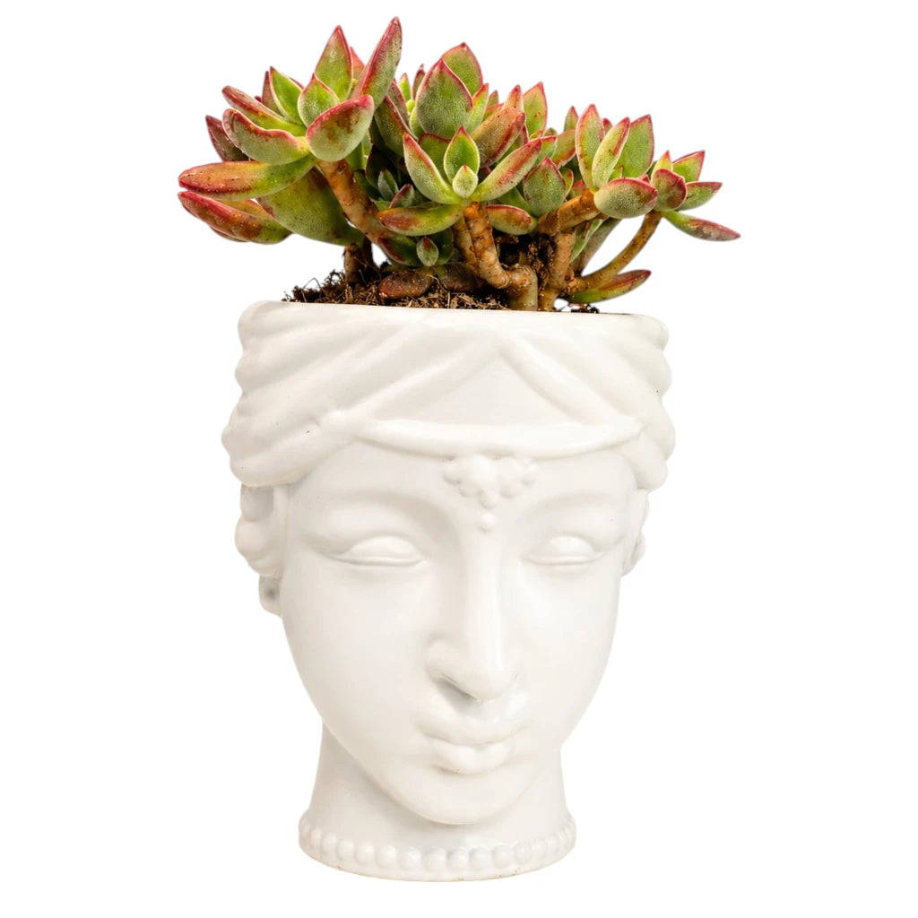 Echeveria Pulvinata Succulent in Face Planter