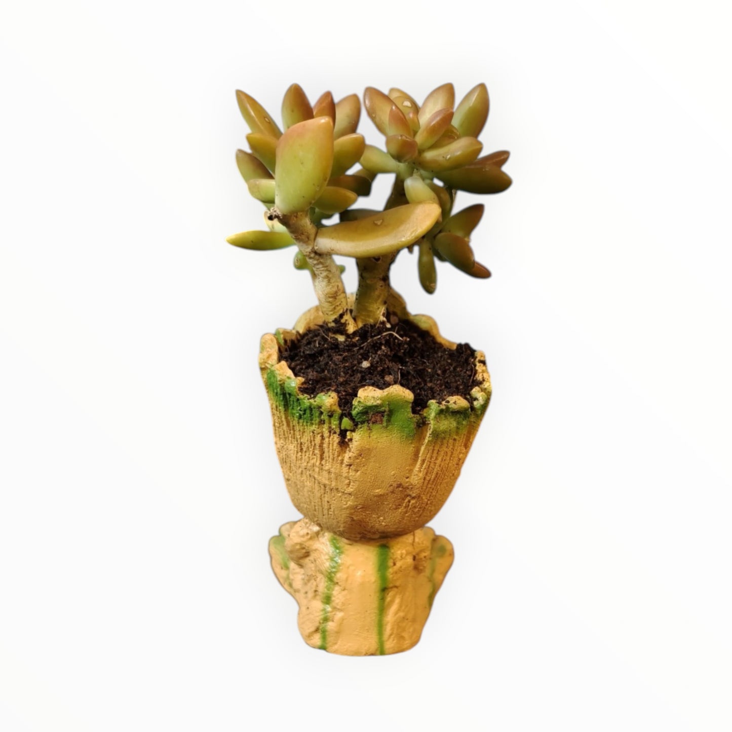 Baby Groot Succulent Planter – Golden Sedum Edition