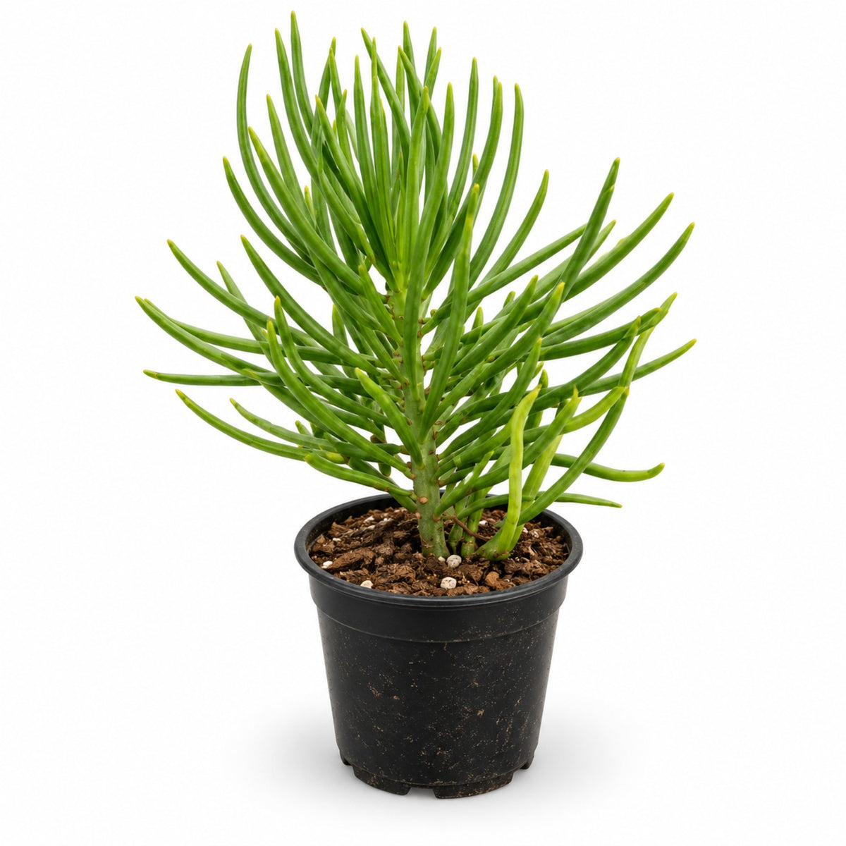 Senecio barbertonicus Lemon Bean Bush succulent in black nursery pot