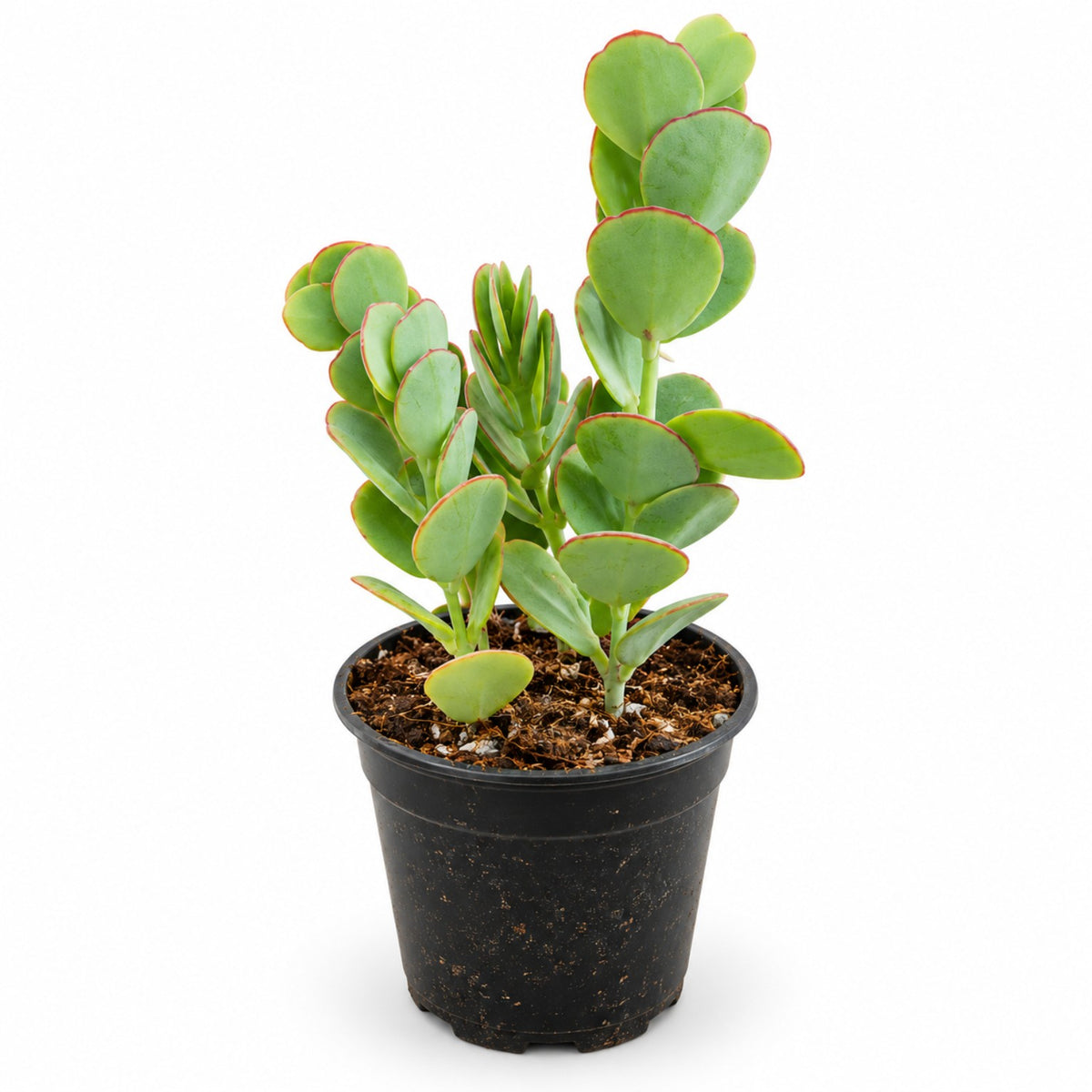 Silver Dollar Jade succulent with round coin-shaped green leaves and red edges in black nursery pot