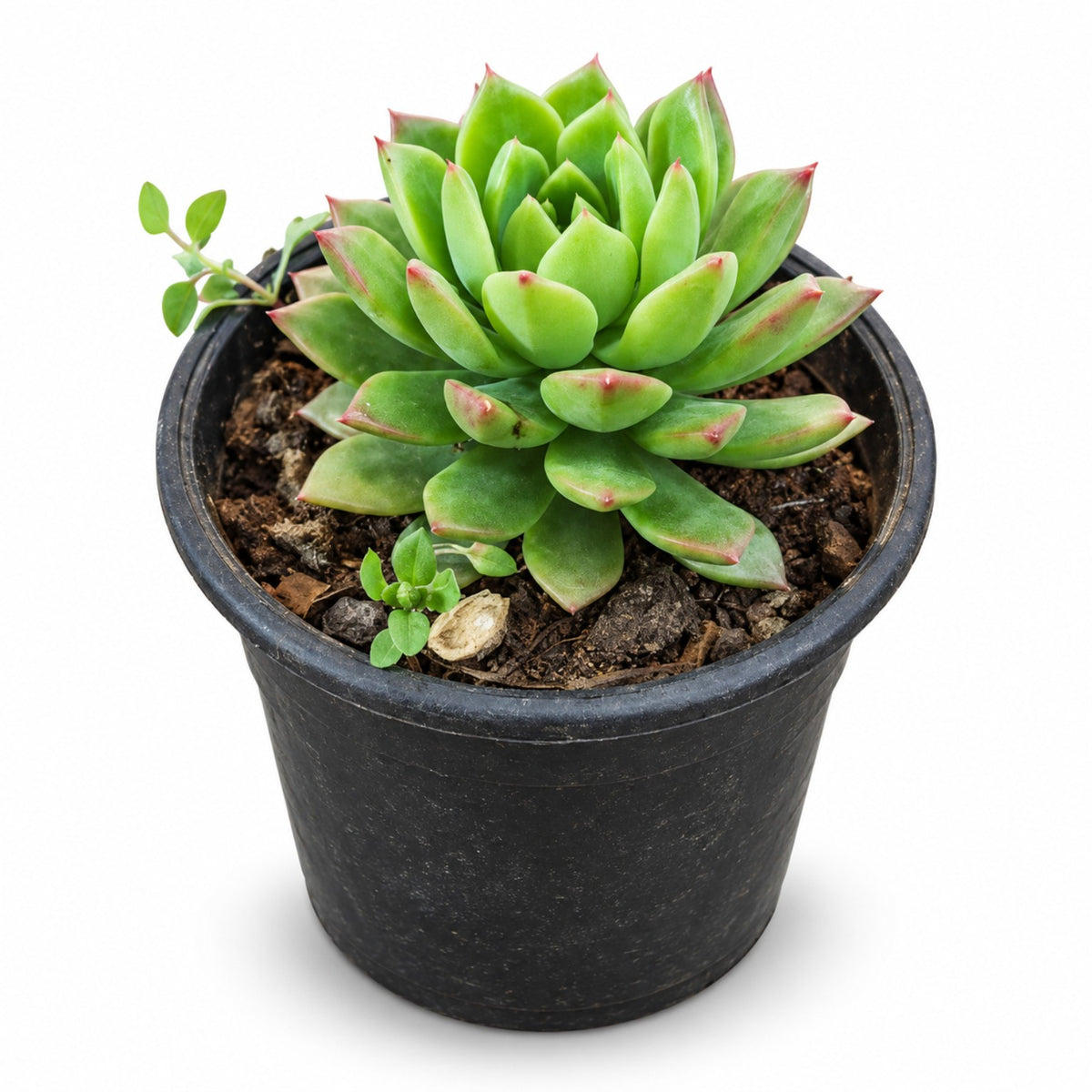 Green rosette succulent plant in black nursery pot