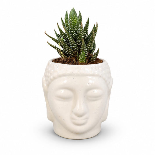 Haworthia Zebra Succulent in Buddha Face Ceramic Planter