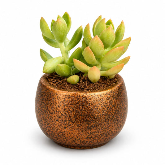 Golden Sedum Succulent in Rustic Ceramic Pot