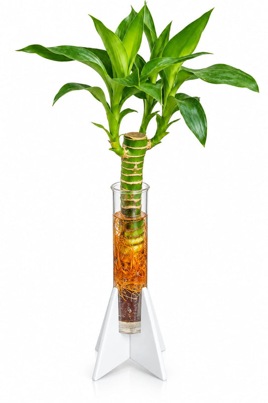 Lucky Bamboo Water Plant in Glass Tube with Star Stand | Desk & Office Décor