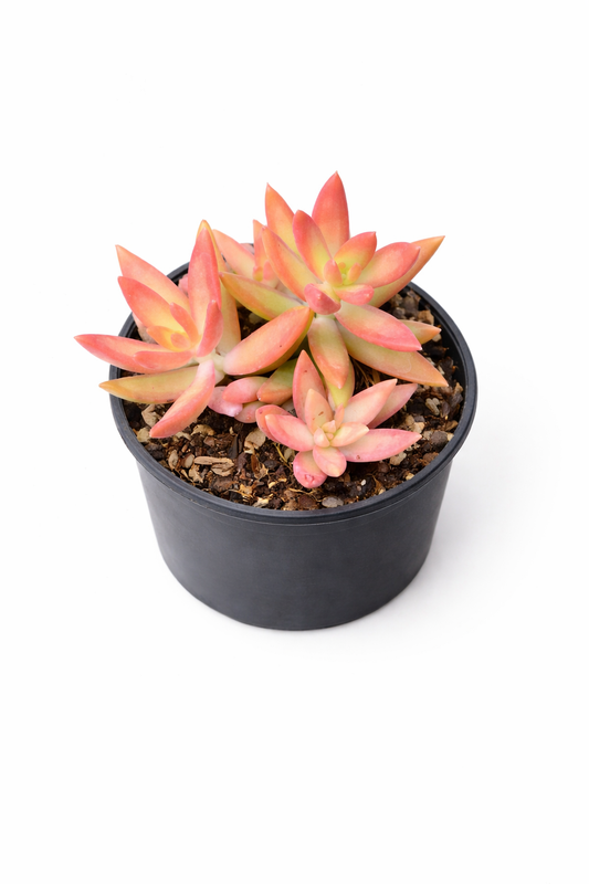 Sedum Adolphii (Golden Glow) Succulent in Nursery Pot