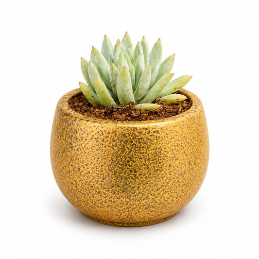 Echeveria Elegans Succulent in Textured Ceramic Pot