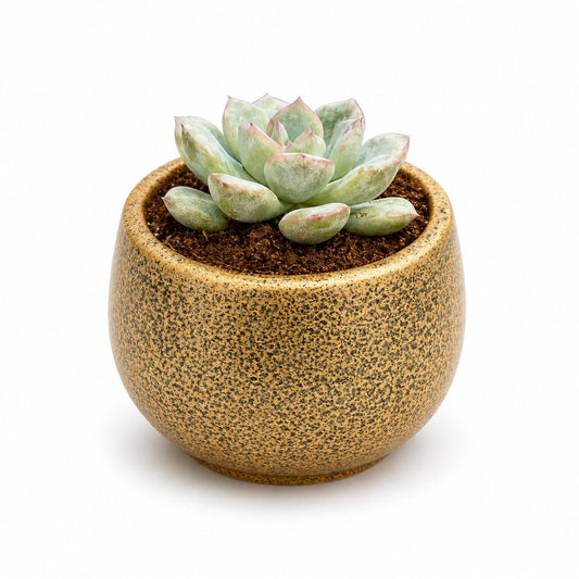 Echeveria Succulent in Textured Ceramic Pot