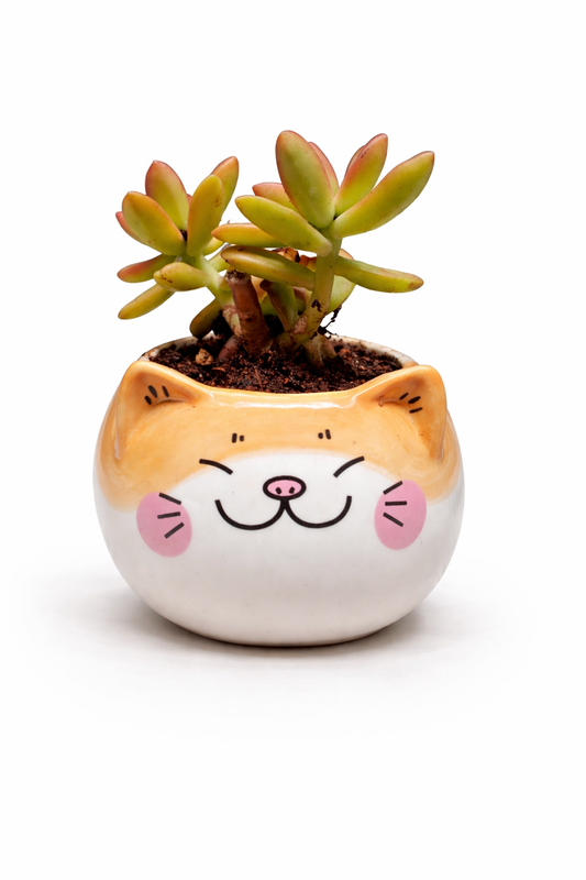 Succulent (Sedum / Golden Sedum type) in Cute Cat Planter