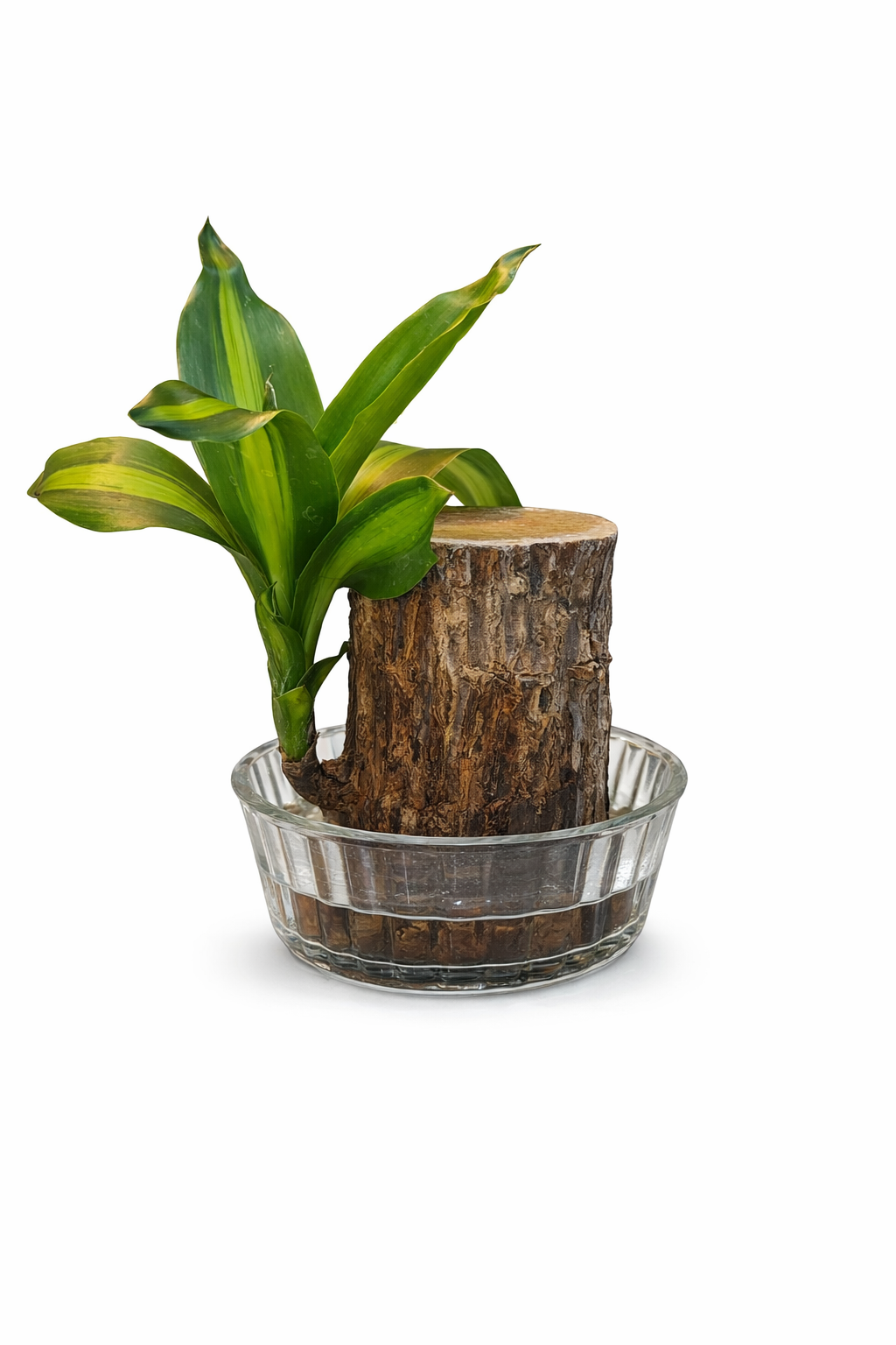 Brazilian Wood Bamboo in Glass Bowl