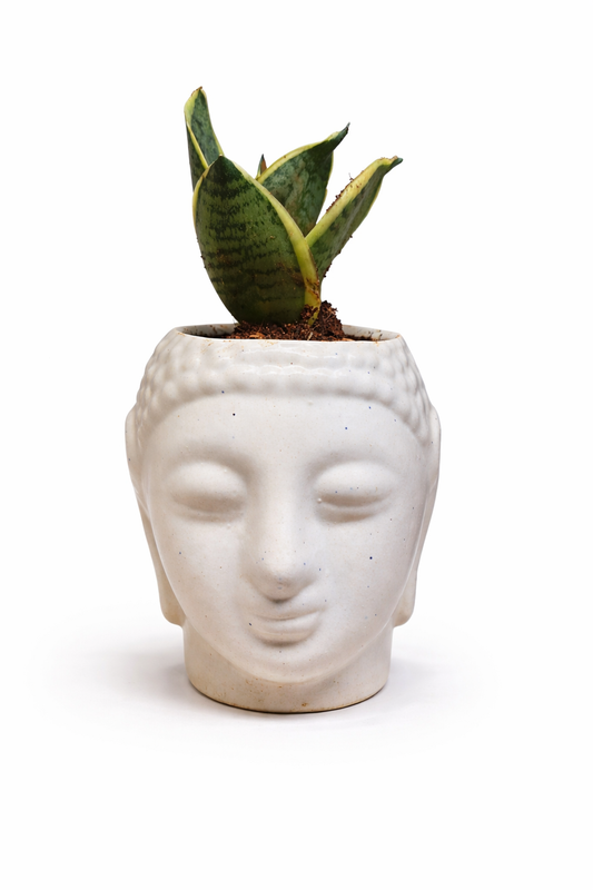 Snake Plant (Hahnii Variegated) in Buddha Planter