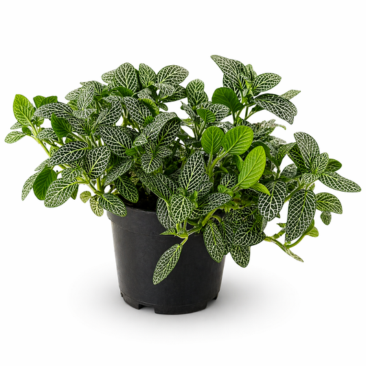 🌿 Fittonia (Nerve Plant) – Unique Pattern Indoor Plant