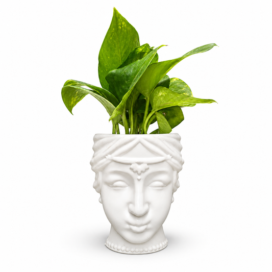 Queen Face Planter - Money Plant (Pothos)
