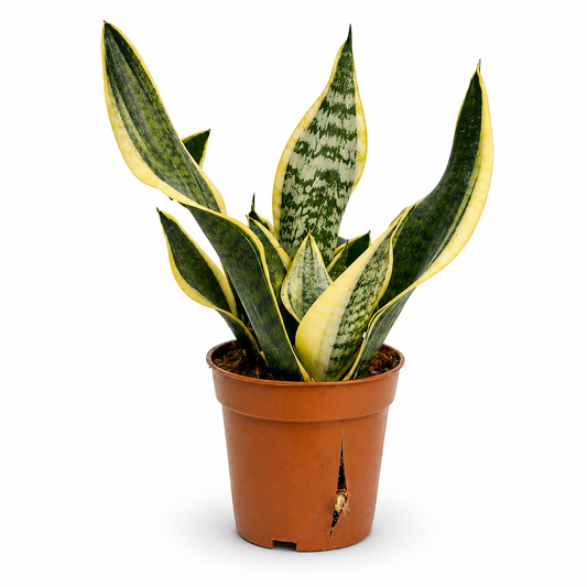 Snake Plant (Sansevieria / Mother-in-Law’s Tongue)