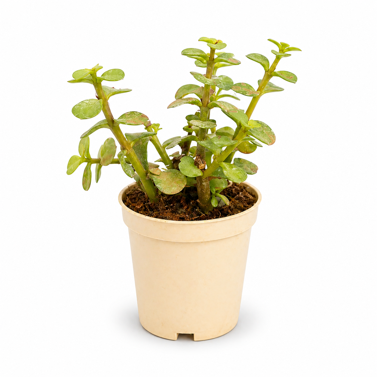 Jade Plant