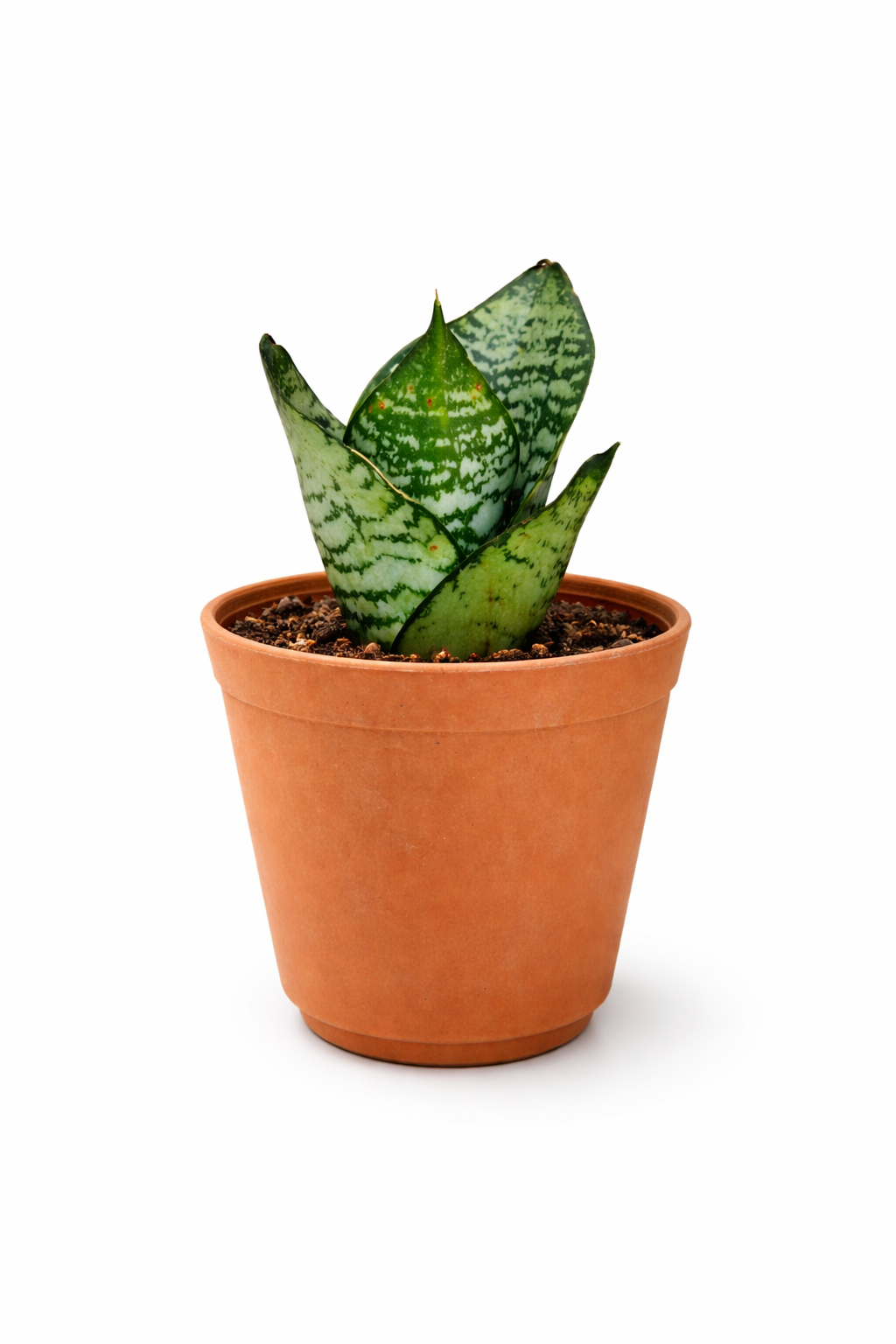 🌿 Snake Plant (Green Hahnii) – Compact Indoor Plant