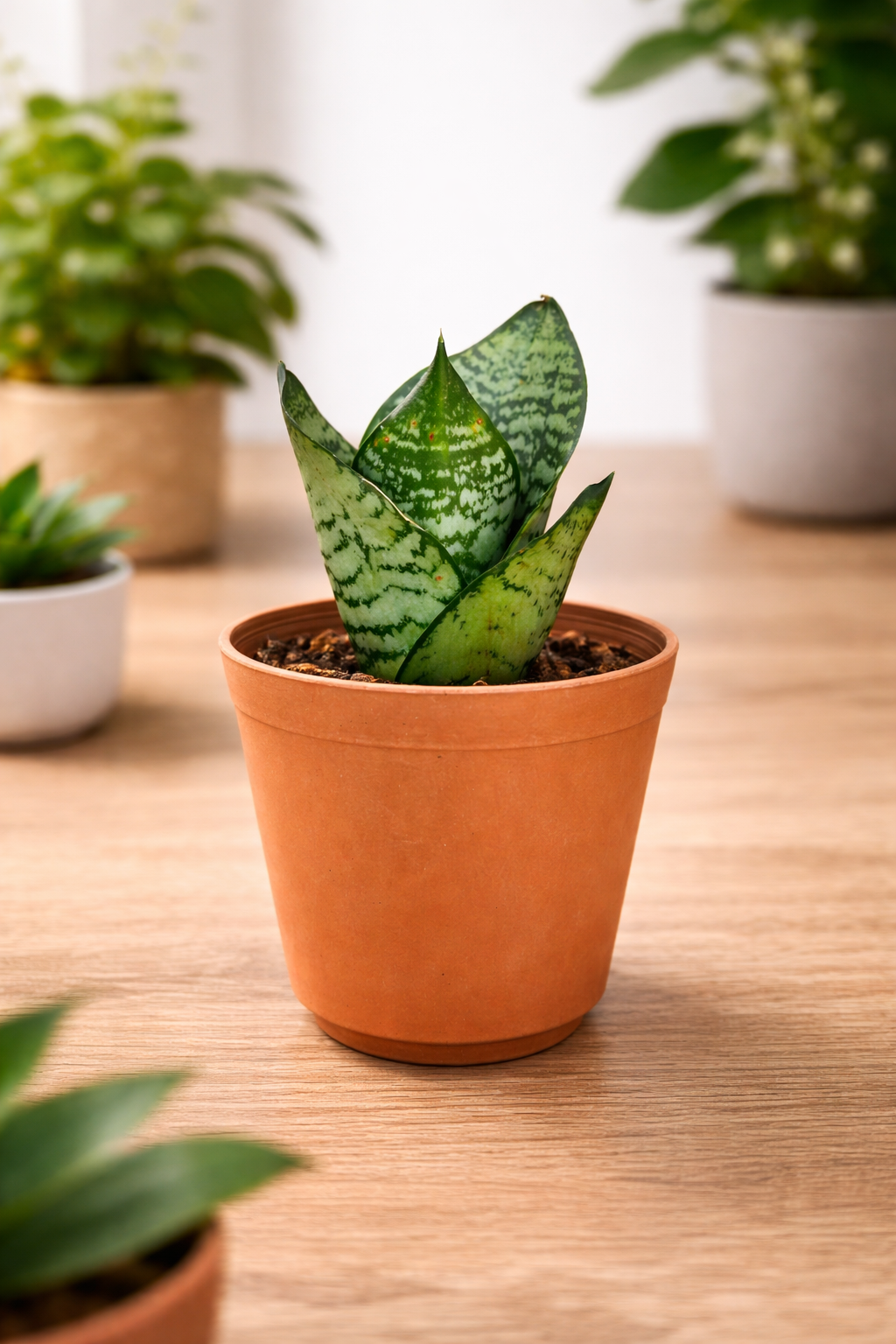 🌿 Snake Plant (Green Hahnii) – Compact Indoor Plant