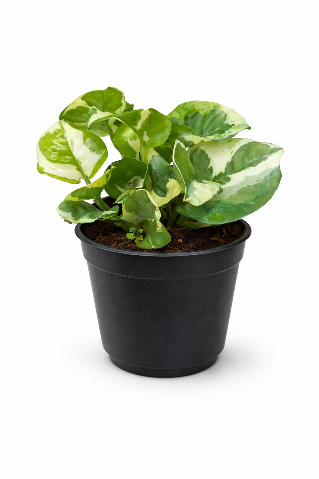 🌿 N’Joy Money Plant – Variegated Indoor Plant