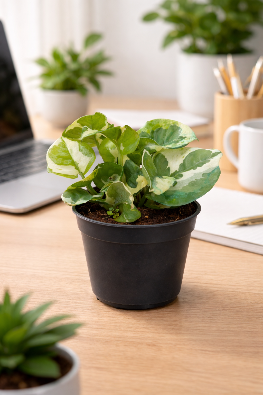 🌿 N’Joy Money Plant – Variegated Indoor Plant