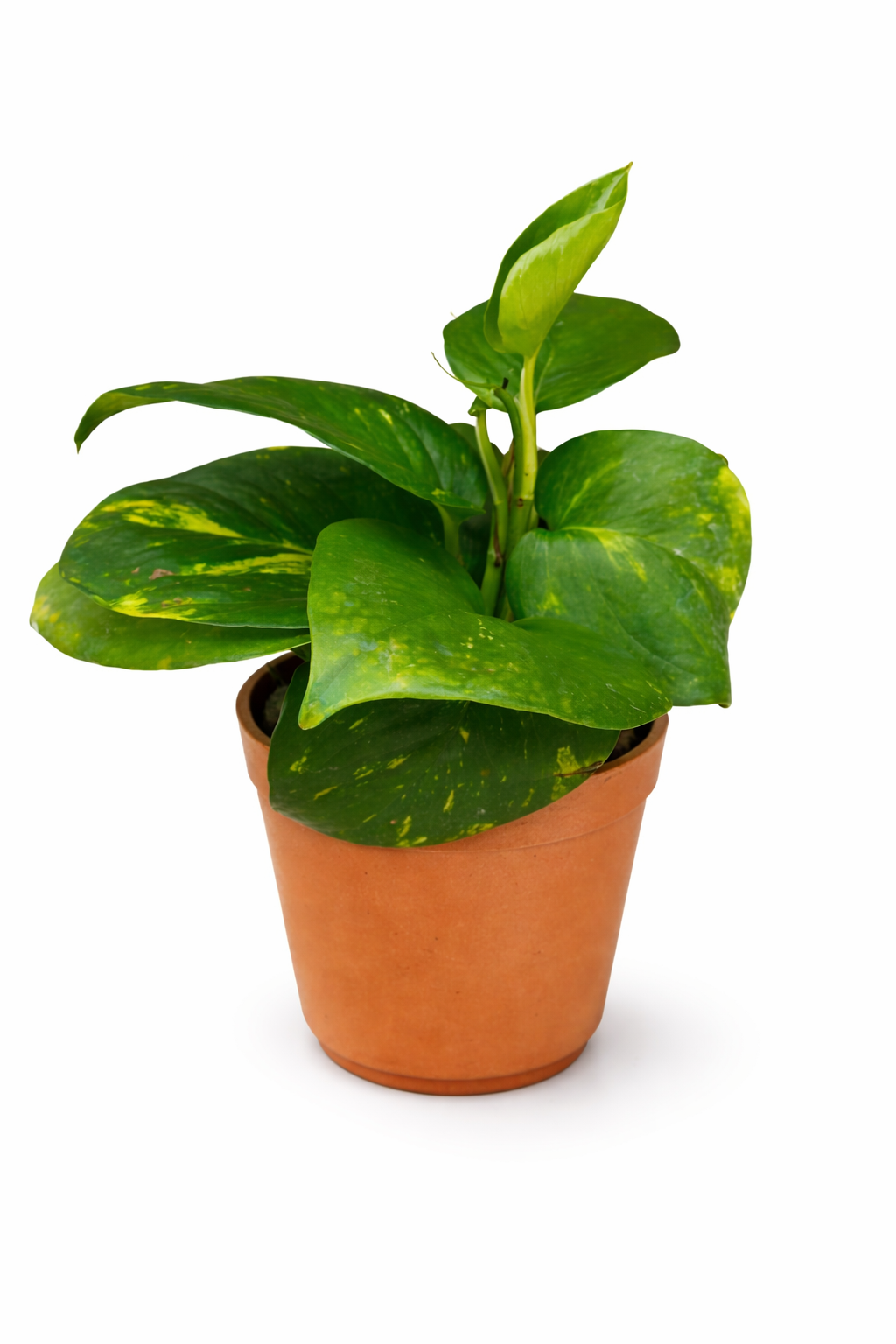 🌿  Money Plant – Lucky Indoor Plant